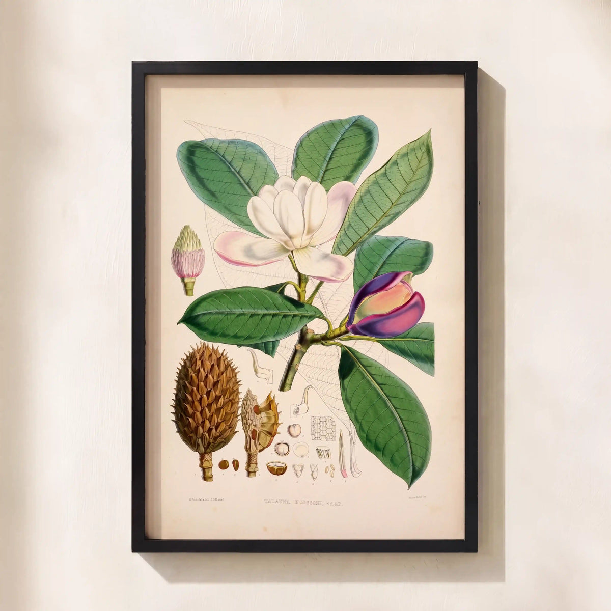 Magnolia's Majesty