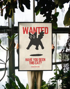 Have You Seen This Cat?