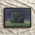 The Isolated Grove
