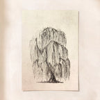 Botanical Willow Tree