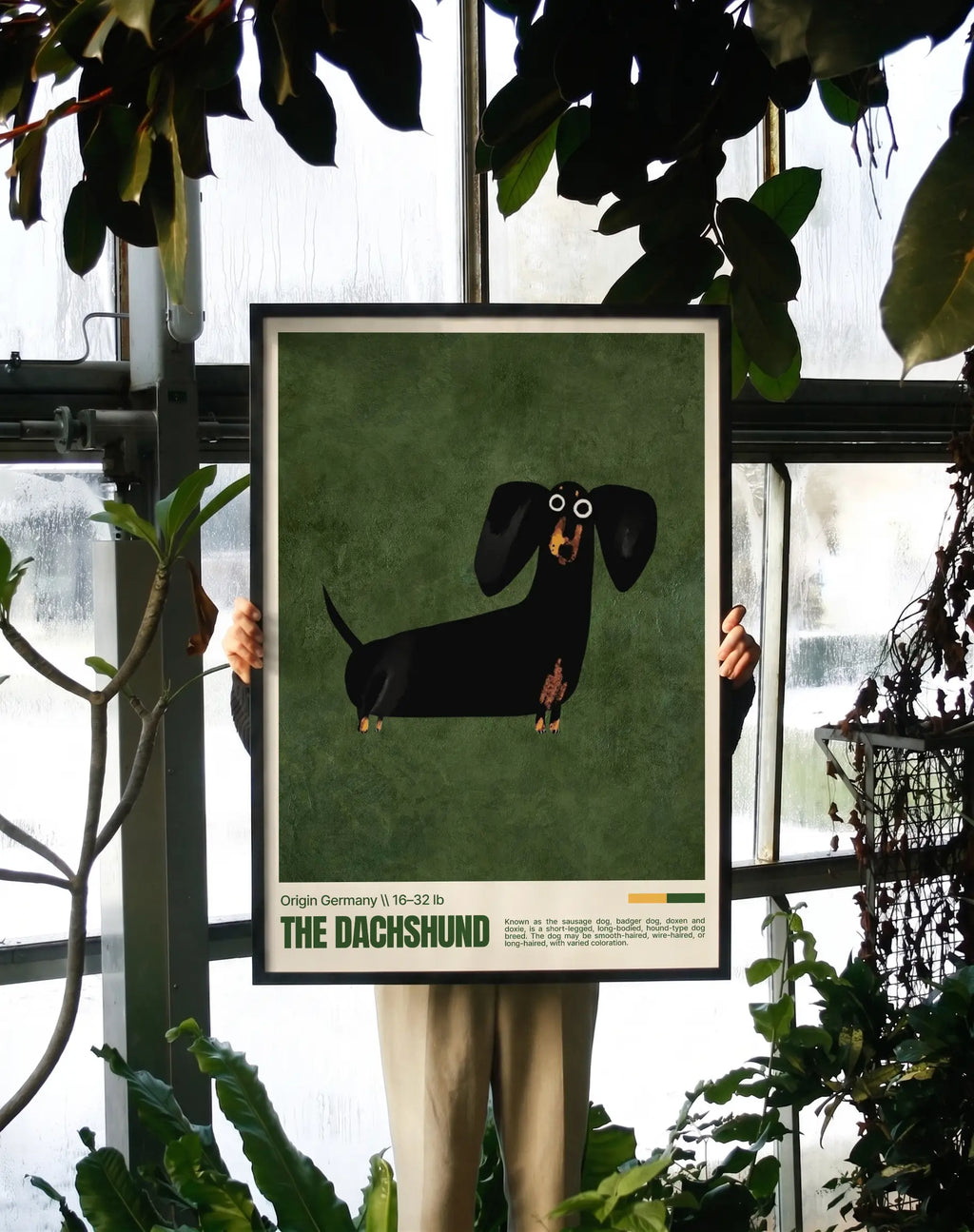 Dachshund Love
