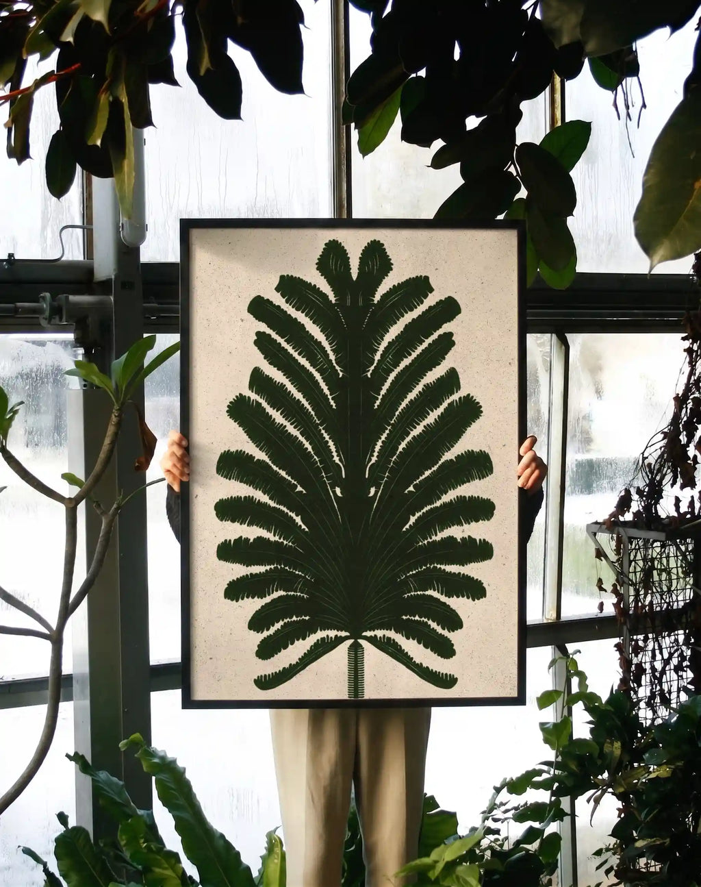 Fern