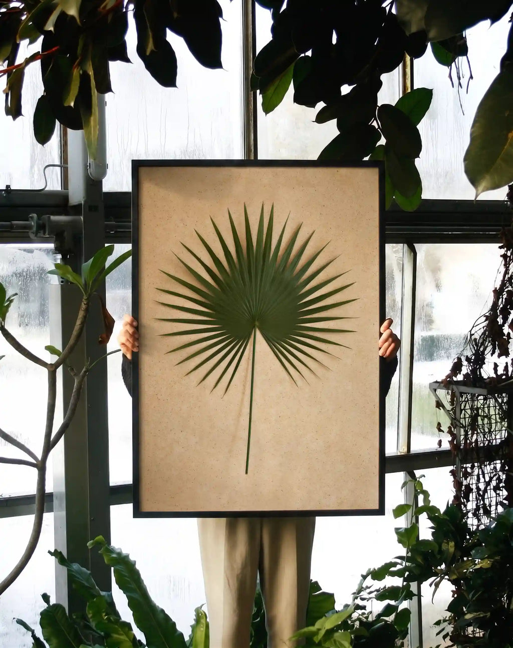 Palm Leaf