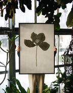 Lotus Leaf