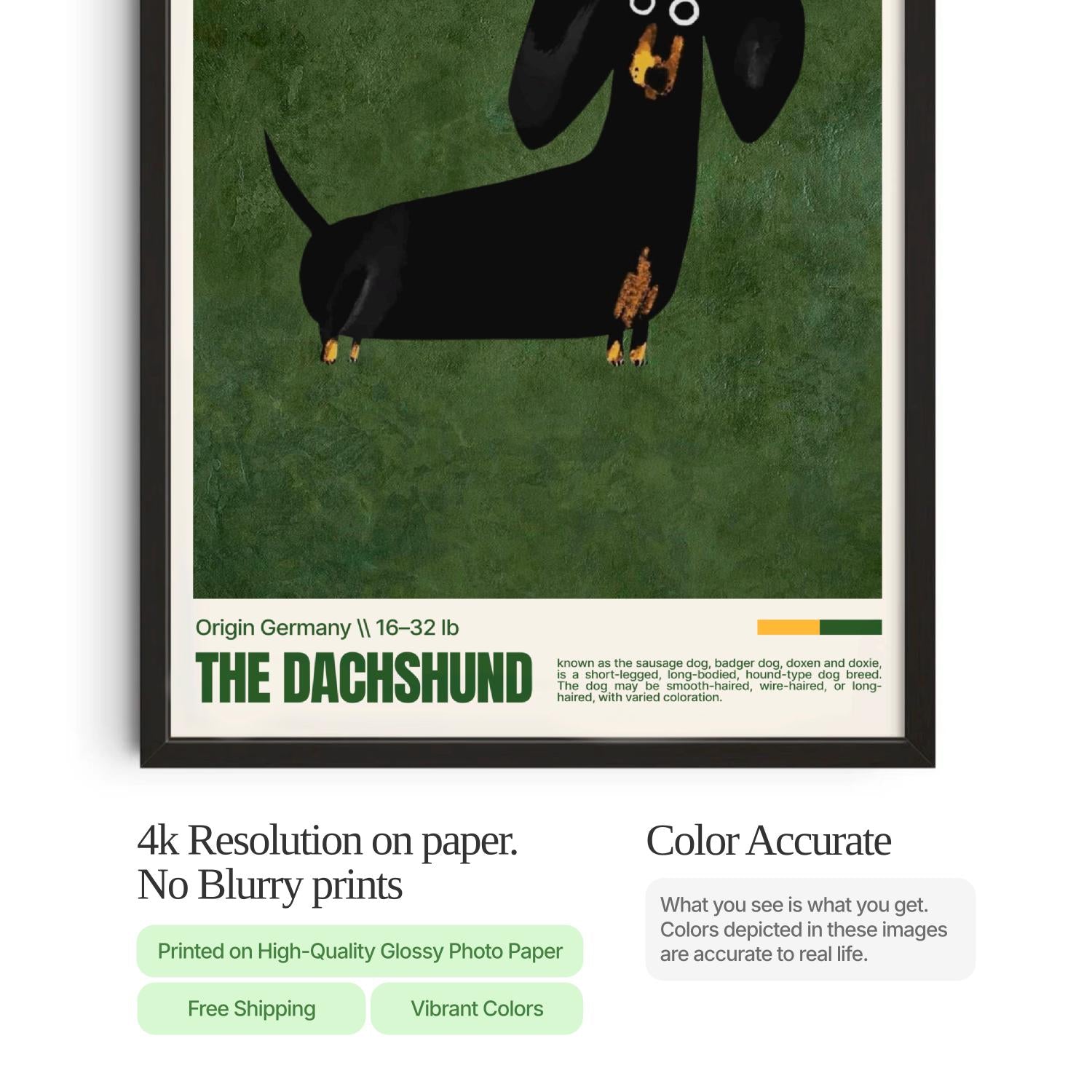 Dachshund Dog