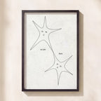 Stars