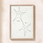 Stars
