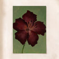 Crimson Bloom in Olive
