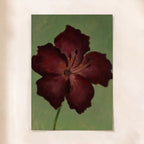 Crimson Bloom in Olive