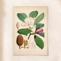 Magnolia's Majesty