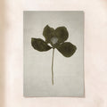 Lotus Leaf