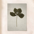 Lotus Leaf